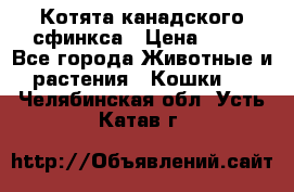 Котята канадского сфинкса › Цена ­ 15 - Все города Животные и растения » Кошки   . Челябинская обл.,Усть-Катав г.